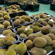 Diskon Promo Durian Musang King Utuh Fresh Malaysia |Durian Terbaik -+