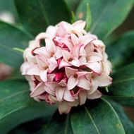 🔥WANGI🔥 WINTER DAPHNE TREE / Paradise Plant / Spurge Flax / Jinchoge / Daphne Odora / Outdoor / Live