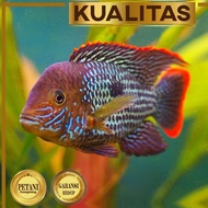 Sale Green Terror Ikan Hias Predator Hiasan Aquarium Aquascape Tanaman