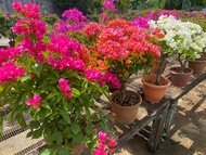 [Outdoor Plant] Assorted Bougainvillea spp. (0.4 to 0.6m height) [LIMITED STOCKS]
