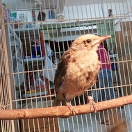 sepasang cucak rowo remaja jodoh