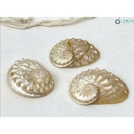 [4-7cm/ Random] Set of 03 mother-of-pearl abalone shells VOSO-07
