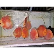 Red melon discus fish start at 1cm || Ornamental fish