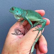 BLUE IGUANA AXANTHIC BUKAN GECKO PANANA TEGU LIZARD KADAL SALVATOR KODE 1422