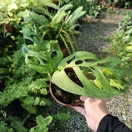 Special Offer- Monstera Esqueleto well rooted