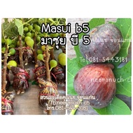 กิ่งตอนมะเดื่อฝรั่ง มาซุยบี5 masui b5 figs airlayer
