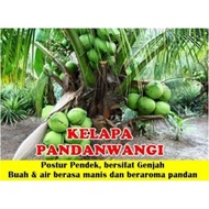 🔥benih kelapa pandan wangi cepat berbuah🔥pokok rendah