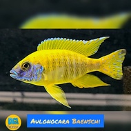 Aulonocara baenchi cichlid
