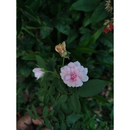 Anak Pokok Bunga Ros Pink Keratan  Cutting Rose Pink