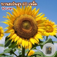 ดอกทานตะวันสูง50เมล็ด ปลูกง่ายโตไว ดอกใหญ่ชมดอก