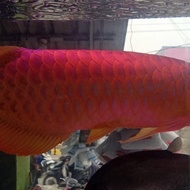 ikan arwana golden red