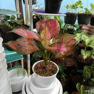 Aglaonema Lady Valentine / Aglonema Pink Lady Dewasa