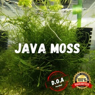 [LOCAL SELLER] JAVA MOSS Fully Submerged (Aquascape/Aquarium/Moss/Shrimp/Fish/Vivarium/Plant)