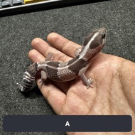 AFT African Fat Tailed Gecko