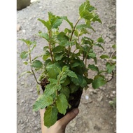 Pot of basil plant
