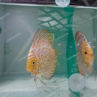 Anakan ikan discus / Burayak discus yellow pigeon