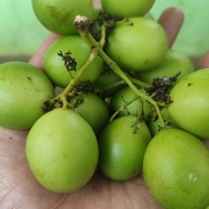 Promo Buah Gandaria 1Kg Ready