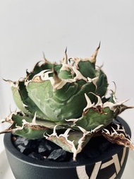 白鯨龍舌蘭