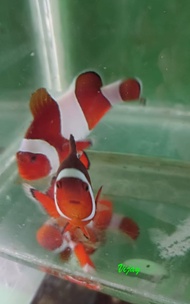 NEMO / Badut - Ikan Hias Laut / Clownfish