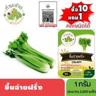 ทำมะชาดฟาร์ม (ซื้อ10แถม1) เมล็ดพันธุ์ ขึ้นฉ่ายฝรั่ง (Celery) ขนาด1กรัม ประมาณ2000เมล็ด CELERY ผักสลั