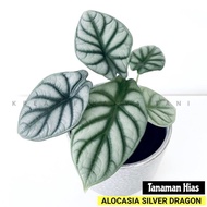 Alocasia Silver Dragon - Tanaman hias Alocasia Silver Dragon