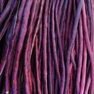 TomorrowSeeds - Purple Mart Yard Long Bean Seeds - 30+ Count Packet - NonGMO Chinese Red String Green Asparagus Beans Cowpea Asian