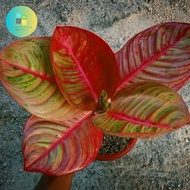 tanaman aglonema goliath merah bibit/bonggol