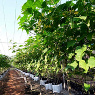 NEW PACK 50g JUMBO GREEN F1 Biji Benih Timun Batang Besar Cap Panah Merah Hybrid Cucumber Seeds East