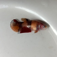 Ikan Cupang Nemo Galaxy Betina Female Siap Breed BWW-066