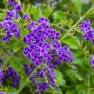 Duranta Erecta Plant / Anak Pokok Bunga Duranta Ungu (Live Plant)