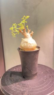 索馬里小葉葡萄 Cyphostemma betiforme