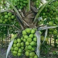 Kelapa nias bibit kelapa genjah kelapa cepat berbuah