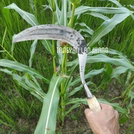 Arit baja isen super tajam cap 555 / arit baja isen Madura / arit rumput baja asli Madura / sabit Ma