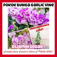 Rina • pokok bunga garlic vine • menjalar berbau wangi creeper outdoor live plant fragrance flower pink purple gardening