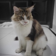 Mainecoon Brown Tabby and White