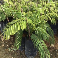 TUMBUHAN ANAK POKOK PETAI HYBRID (KAWIN)