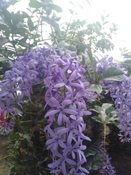 Pokok Bunga Sandpaper Purple