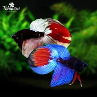 IKAN HIAS CUPANG VEILTAIL (VT) AVATAR - LINE THAILAND