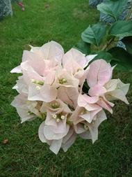 ROMa GL Bougainvillea Flowering Rooted Pot