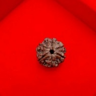 Rudraksha/6Mukhu/face