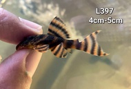 L397 Pleco Fish/ Bristlenose Pleco / Bandaraya/ 异形鱼