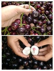 1kg buah kupa atau gowok segar .