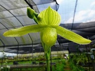 白斑葉藝 Paph. Green Horizon × philippinense v. alba (有一葉出白藝)個體優