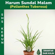 Harum Sundal Malam/Sundal Malam Seda Malam Tuberose Plant Pokok Bunga Hidup Bunga Wangi Shs Kebun