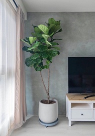 【中高光植栽】 閒琴逸致 • 琴葉榕  | 樹型 | 清水模甕盆