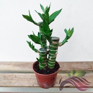 Lotus bamboo 3in1 Lotus Bamboo 5in1 (Indoor plant)