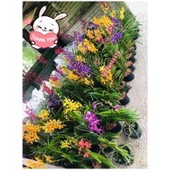 🇲🇾 Orchid & Tulang Orchid Cutting🌱Orkid Mokara & orkid Tulang Keratan (Ada bunga)