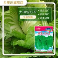 【多西多】肉包心芥菜種子當季種植的蔬菜種子秋季播易種包心辣菜作酸菜菜籽