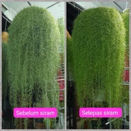 Airplant pokok Janggut Adam (Spanish moss)