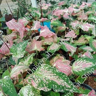 MF- Thai beauty caladium / keladi / plant / home / garden / live plant / pokok hidup / alocasia